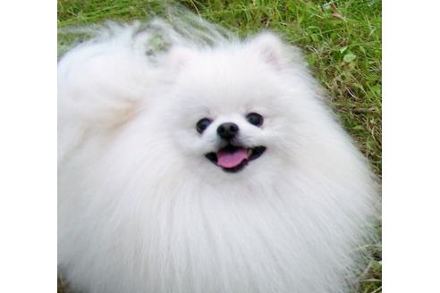 販売中のポメラニアンの親犬